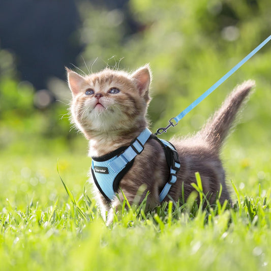 CAT BREATHABLE CHEST STRAP